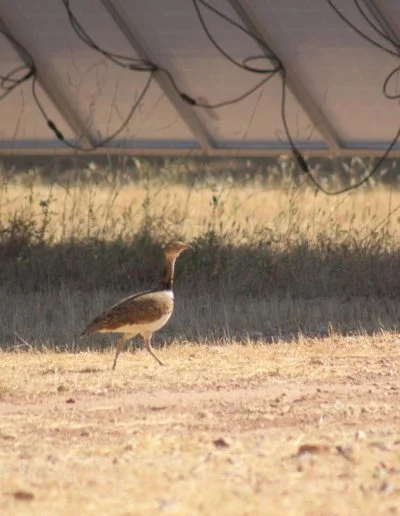 Avistamiento de Sisón, Avistamiento de Avutarda, Extremadura, Extrepronatur, instalaciones fotovoltaicas, reproducción de aves protegidas, aves esteparias, energía renovable