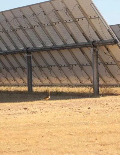 Avistamiento de Sisón, Avistamiento de Avutarda, Extremadura, Extrepronatur, instalaciones fotovoltaicas, reproducción de aves protegidas, aves esteparias, energía renovable